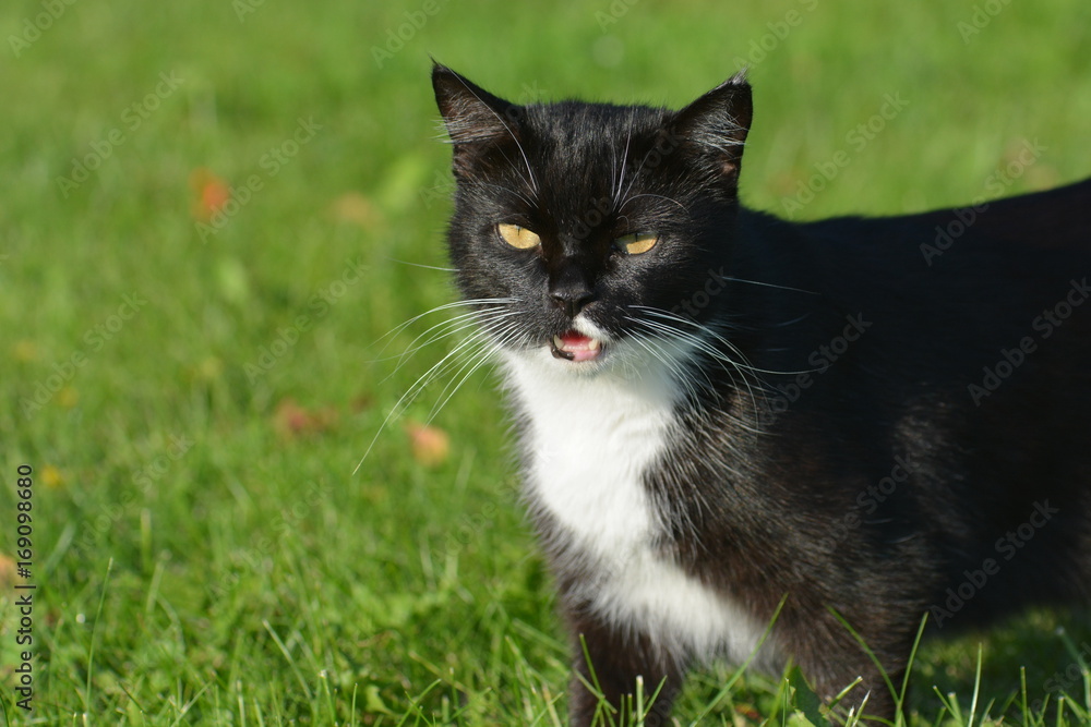 Black cat with white stripe