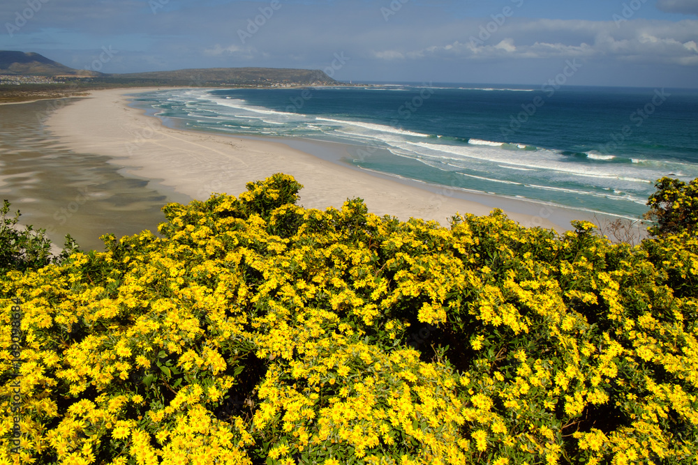 Coastal flowers in bloom as spring approaches on the Eastern Cape.