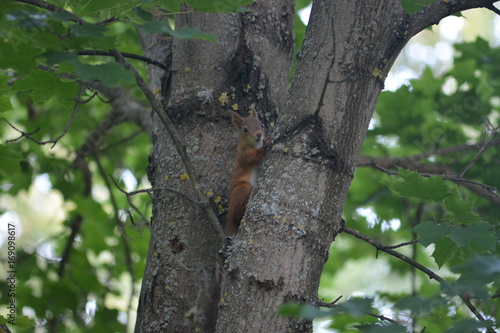 Little red squirrel on a tree