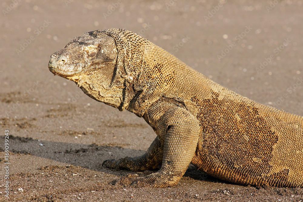 Komodo dragon, famous reptile lizard species, with its eyes closed. The habitat on Komodo and Rincha Islands - National park in Indonesia, Asia.