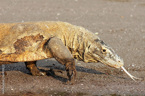 Komodo dragon  famous reptile lizard species  with its tongue protruding from his mouth. The habitat on Komodo and Rincha Islands - National park in Indonesia  Asia.