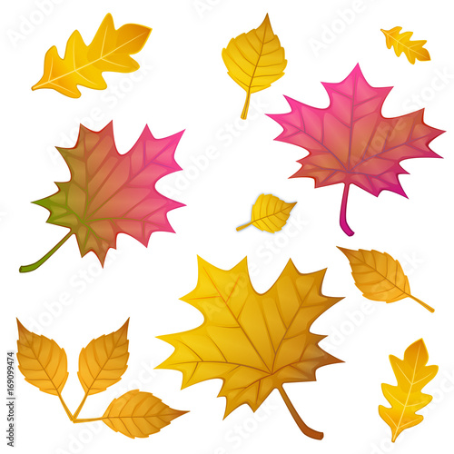 autumn leaves set, isolated on white background. flat style, vector illustration.