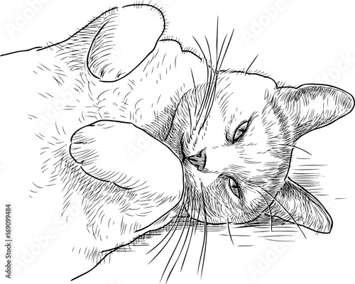 sketch of a sleepy lazy cat