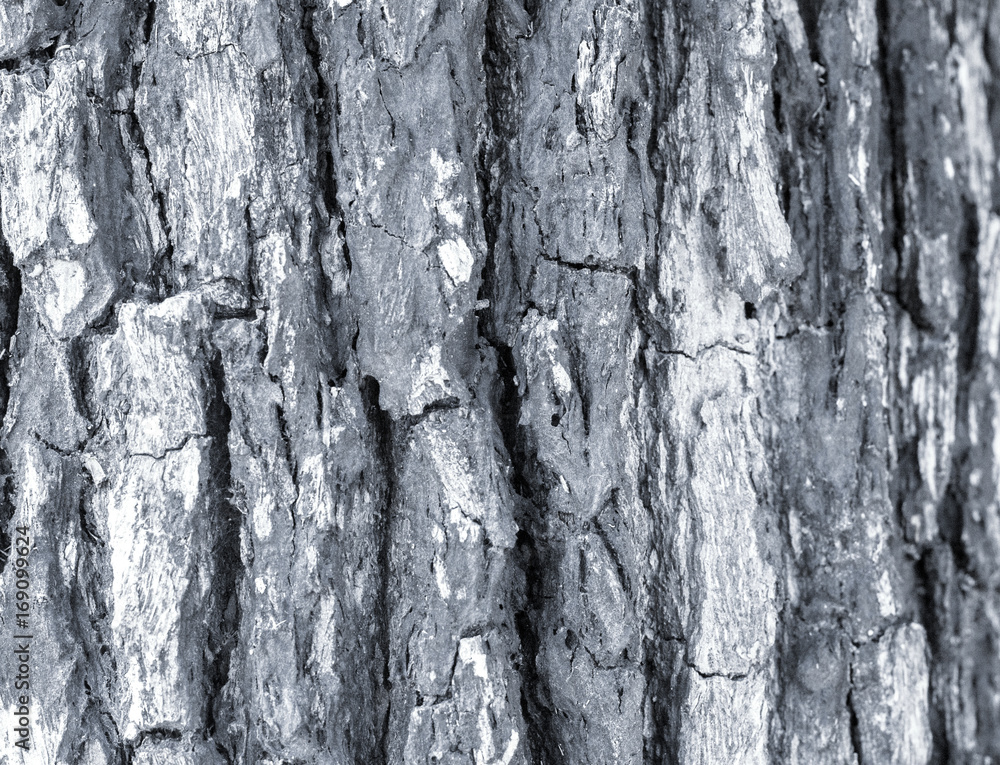 Fototapeta premium bark texture background