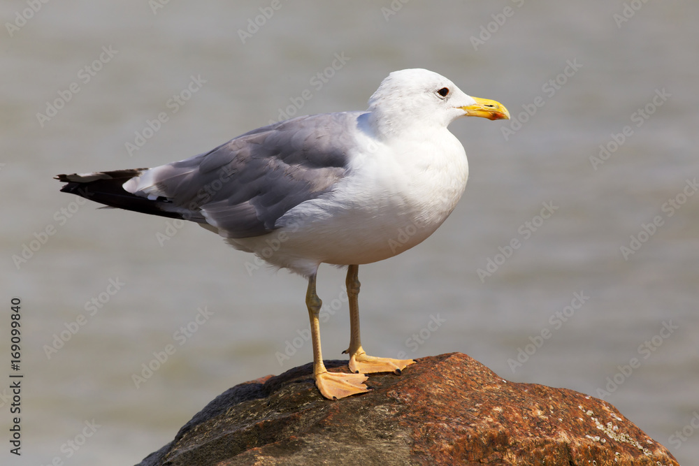 White seagull on the rocky sea beach White seagull on the rocky sea beach