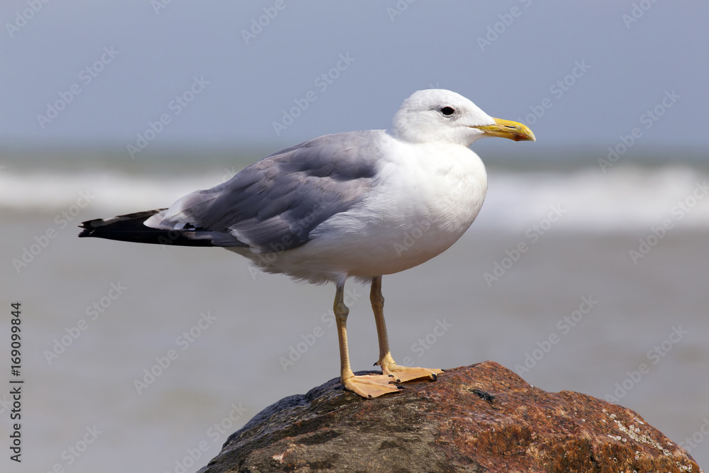 White seagull on the rocky sea beach
