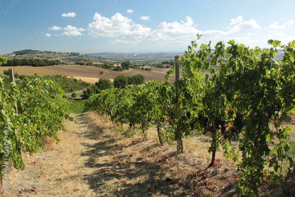 Fototapeta premium COLTIVAZIONE VINICOLA NELLE COLLINE MARCHIGIANE