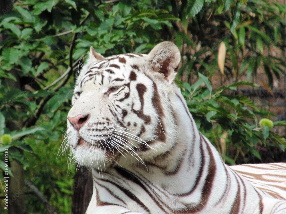 Obraz premium tigre blanc