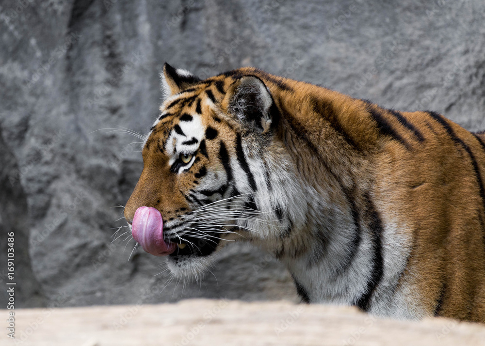 Naklejka premium Tiger zeigt Zunge