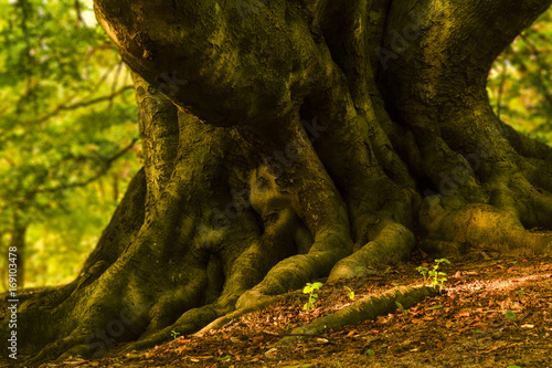 Mighty tree roots