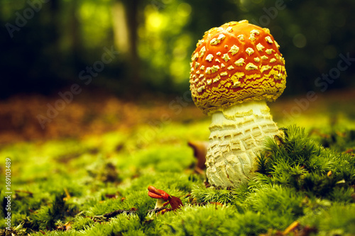 Amanita