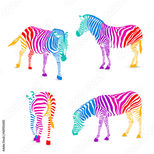 Set of colorful zebra.  Wild animal texture striped. Vector illustration. isolated on white background.