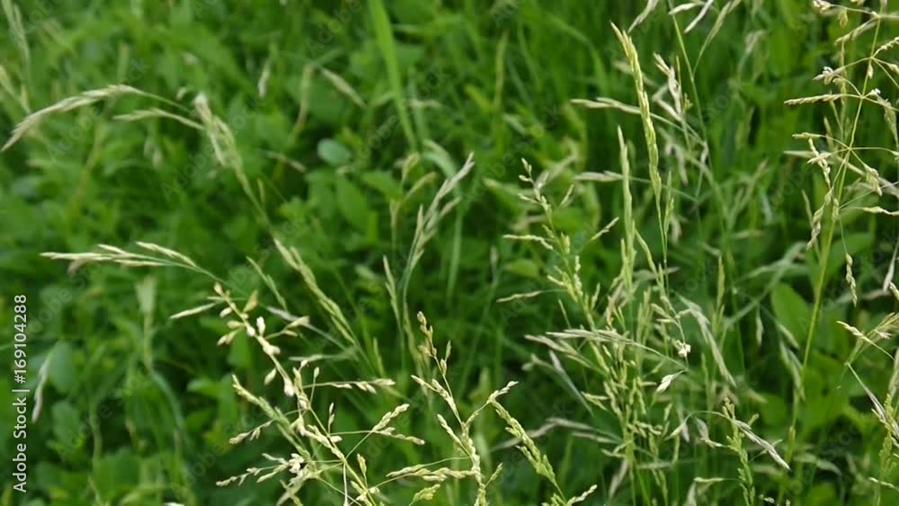Common meadow grass in a field Poa pratensis. Conical panicles The plant is also called Kentucky bluegrass. Common meadow grass in a field Poa pratensis. Conical panicles The plant is also called Kentucky bluegrass.