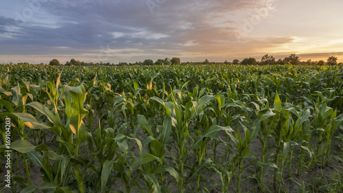 Zachód słońca nad polem kukurydzy