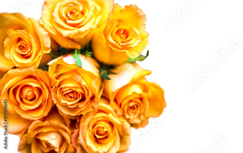 Orange color of roses isolated on white background  top view