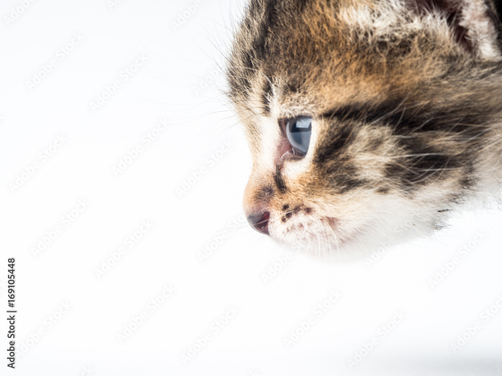 A cute little kitty with big blue eyes, posing on a white background