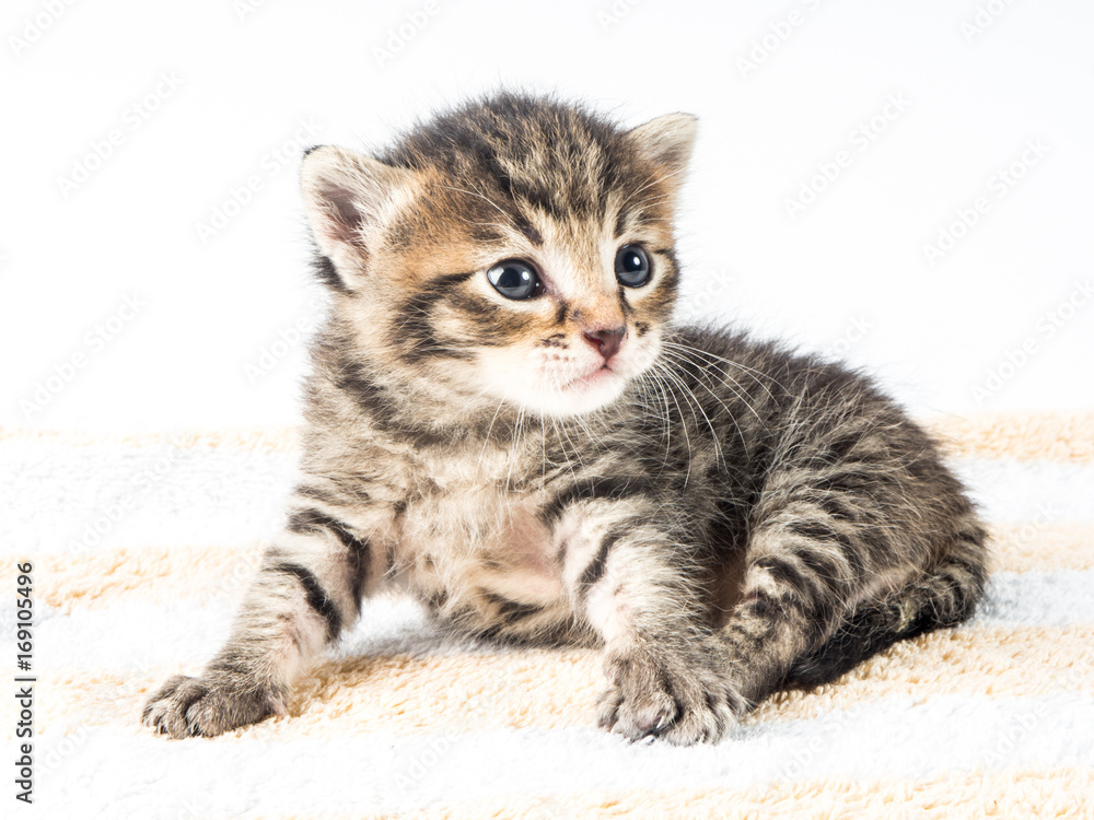 A cute little kitty with big blue eyes, posing on a white background