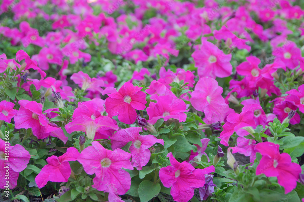 Pink flowers of petunia as a background