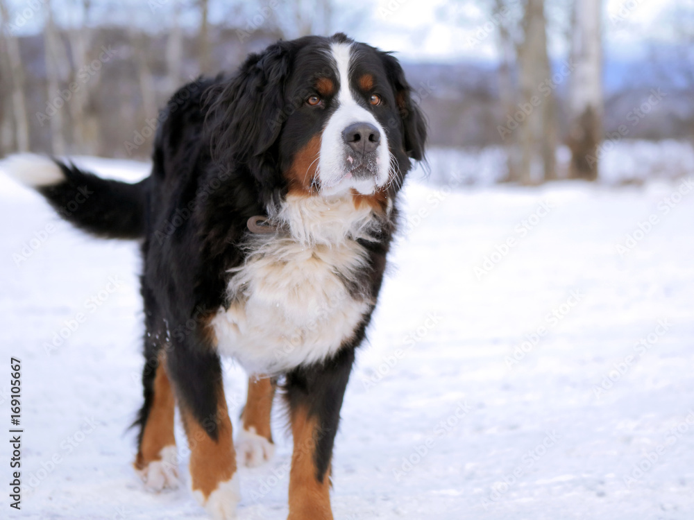 Bernese Mountain Dog walking towards
camera, on snowy road, curious
