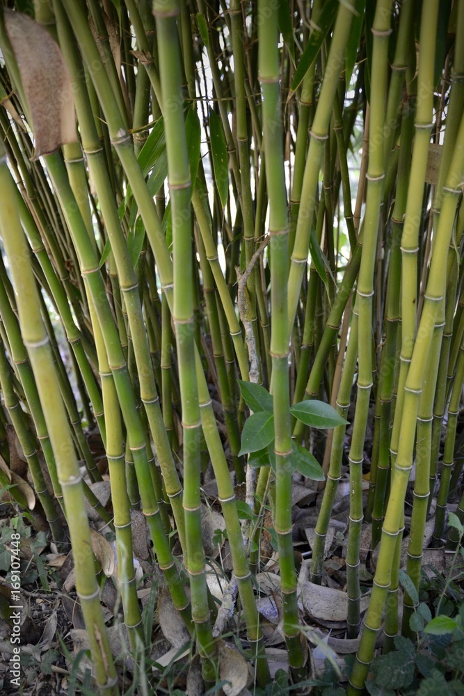 Fototapeta premium bambous détails