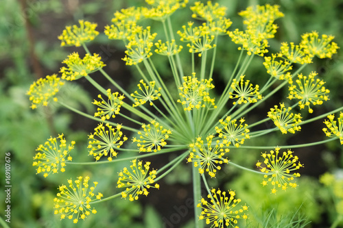 The fennel blossoming. Fennel inflorescence top view. Close up. Macro. Vegetable background horizontally. Anethum. Anethum graveolens. Fructus Anethi graveolens. photo