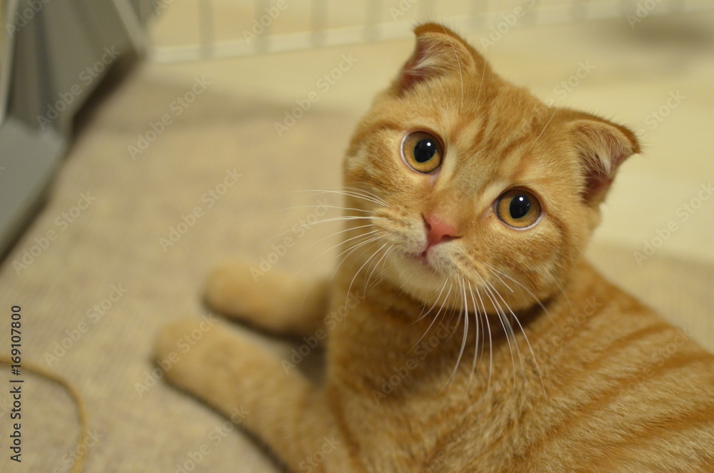 猫 茶虎 スコティッシュフォールド Stock Photo Adobe Stock 猫 茶虎 スコティッシュフォールド Stock Photo Adobe Stock