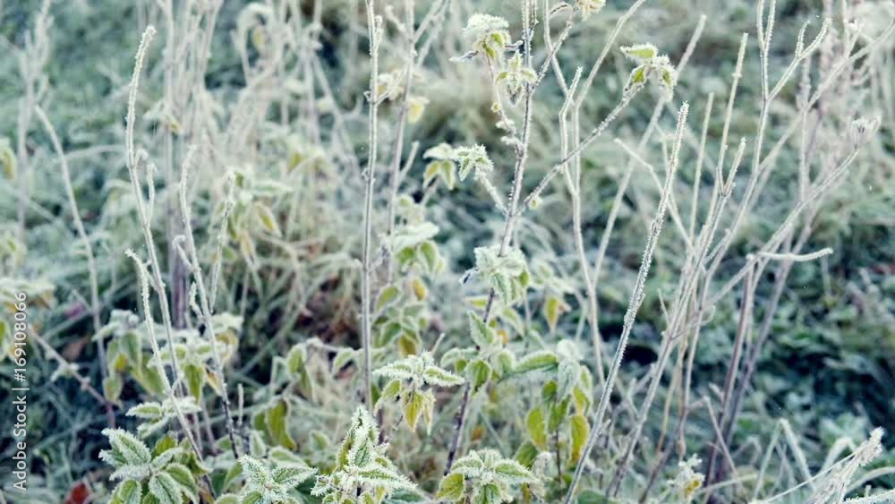 Grass with frost in autumn Grass with frost in autumn