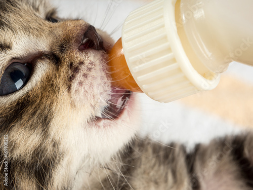 Little baby kitten suck pacifier in vet cabbinet
