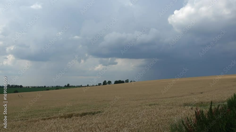 Wheat field before storm in summer
Wheat field before storm in summer