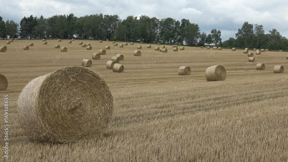 Beautiful landscape. Agricultural field. Round bundles straw bales in the field.
Beautiful landscape. Agricultural field. Round bundles straw bales in the field.