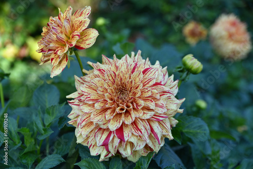 Fototapeta Naklejka Na Ścianę i Meble -  Dahlia rouge et jaune au jardin en été