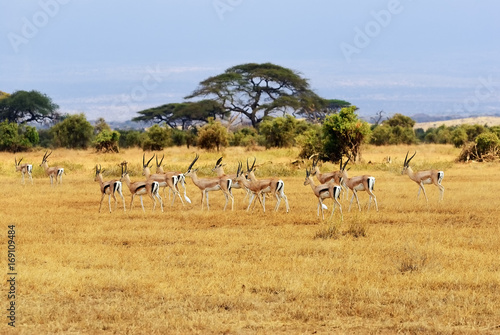 Kenya, animal wildlife