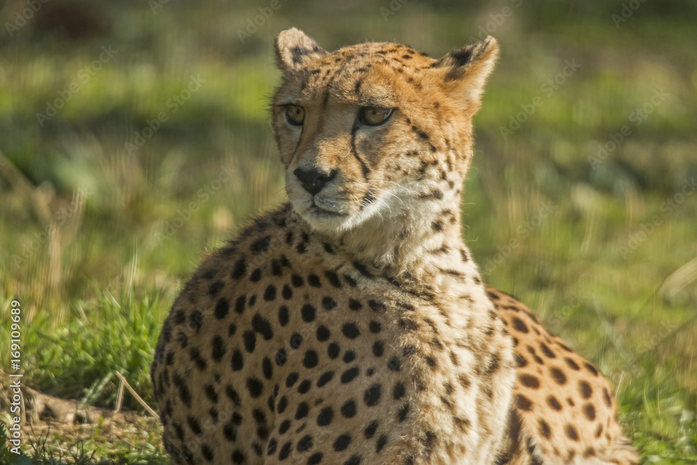 Cheeta Cheeta