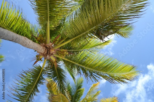 Cocotier se d  coupant dans le ciel