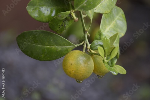 Orange fruits on tree in the garden with dew from rain