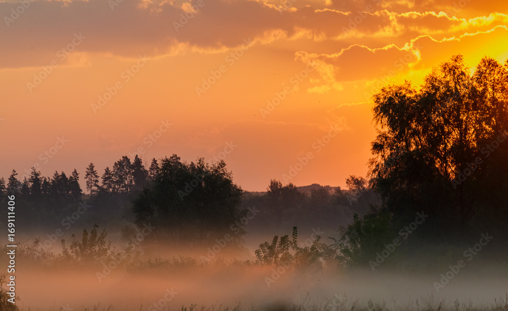 Fototapeta premium Fog in the meadow at dawn.