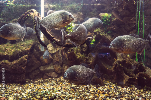 Aquarium with a lot of piranhas photo