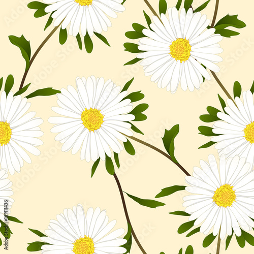 Fototapeta Naklejka Na Ścianę i Meble -  White Aster Flower on Ivory Beige Background. Vector Illustration