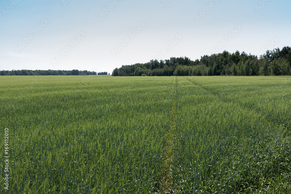 dirt road through the field rests against the forest