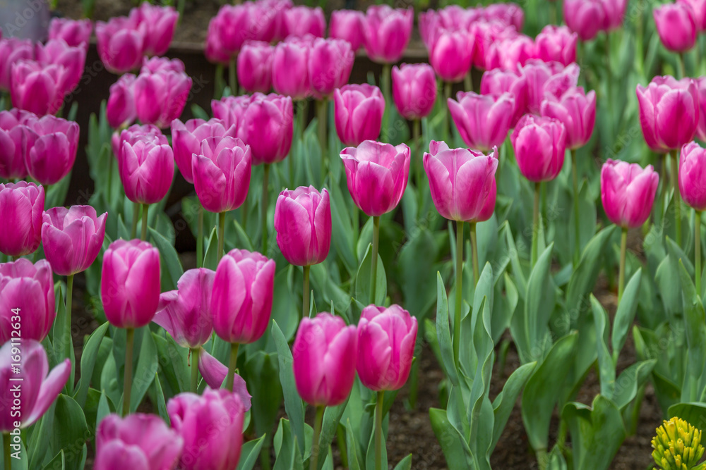 Tulips in Winter Garden