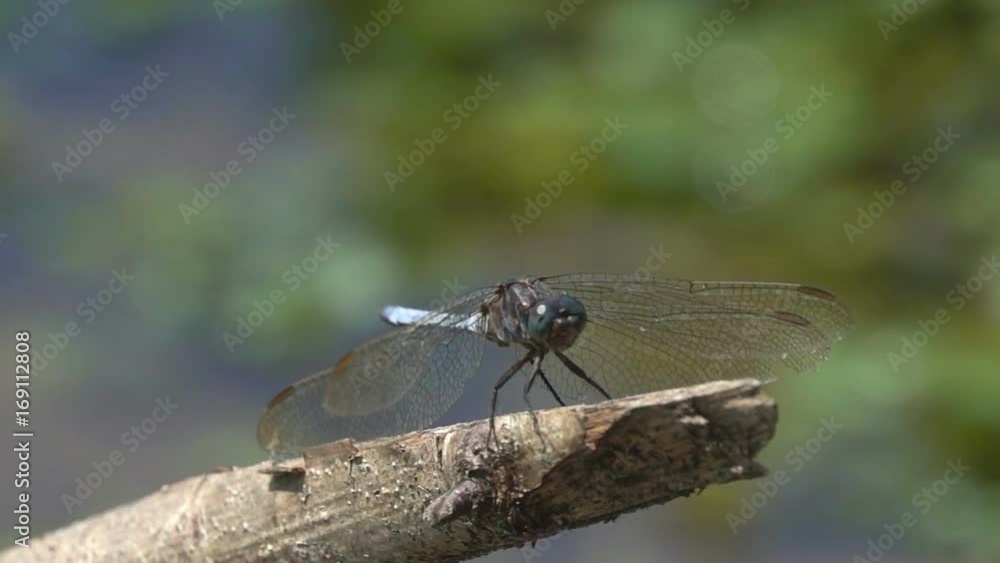Dragonfly landing and turns to the camera Dragonfly landing and turns to the camera