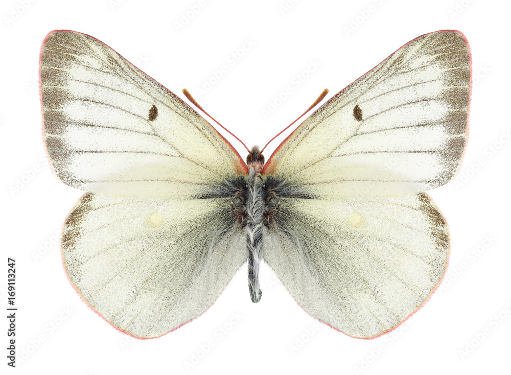 Butterfly Colias tyche (male) on a white background Butterfly Colias tyche (male) on a white background
