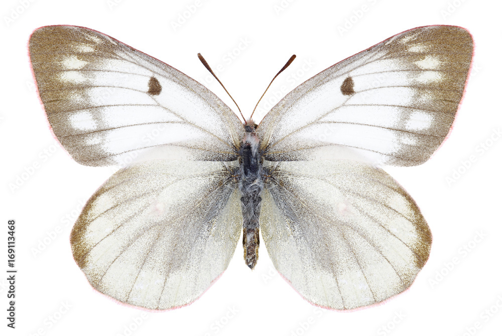 Fototapeta premium Butterfly Colias tyche (female) on a white background