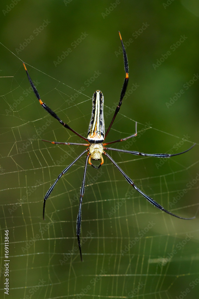 Image of Spider Nephila Maculata, Gaint Long-jawed Orb-weaver (female) in the net. Insect Animal Image of Spider Nephila Maculata, Gaint Long-jawed Orb-weaver (female) in the net. Insect Animal