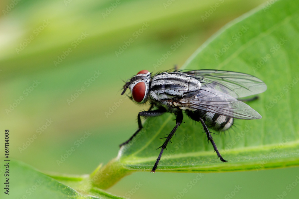 Image of a flies (Diptera) on green leaves. Insect Animal Image of a flies (Diptera) on green leaves. Insect Animal