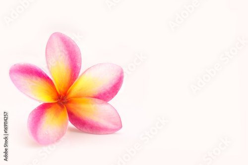 Plumeria