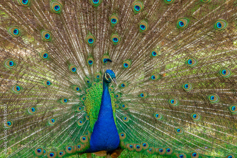 Obraz premium Peacock in the Park