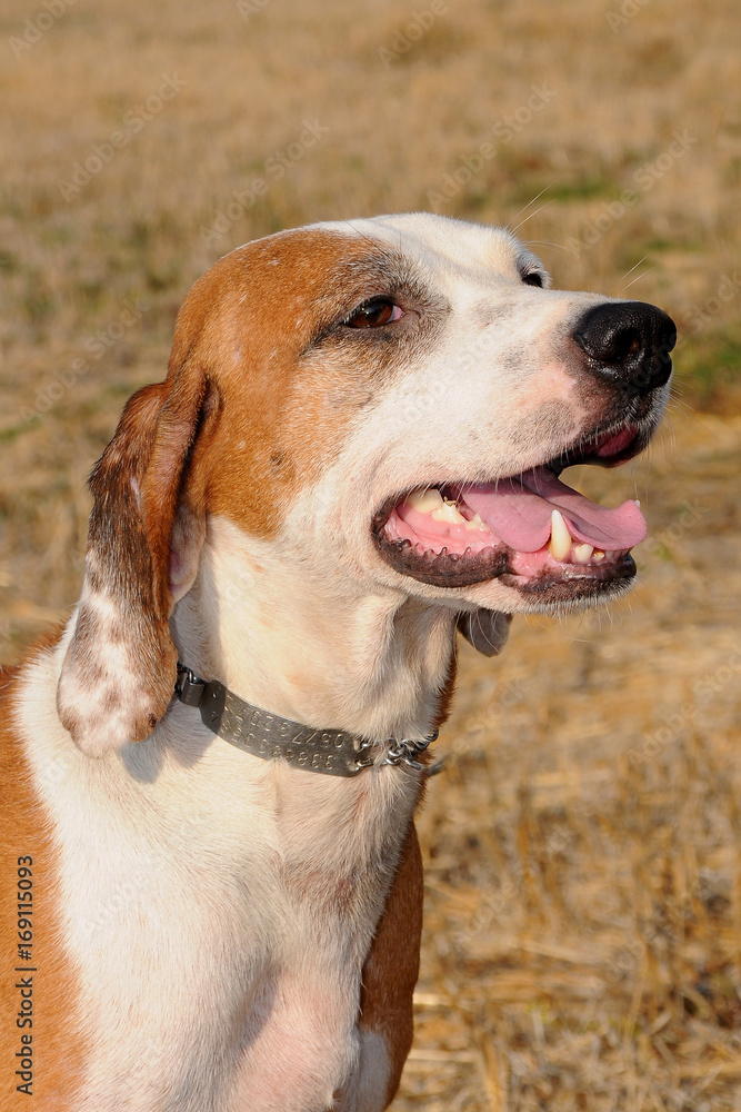 Segugio Maremmano, Italian hunting dog.