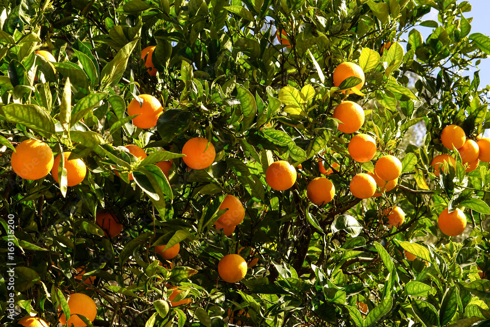 orange garden. orange tree