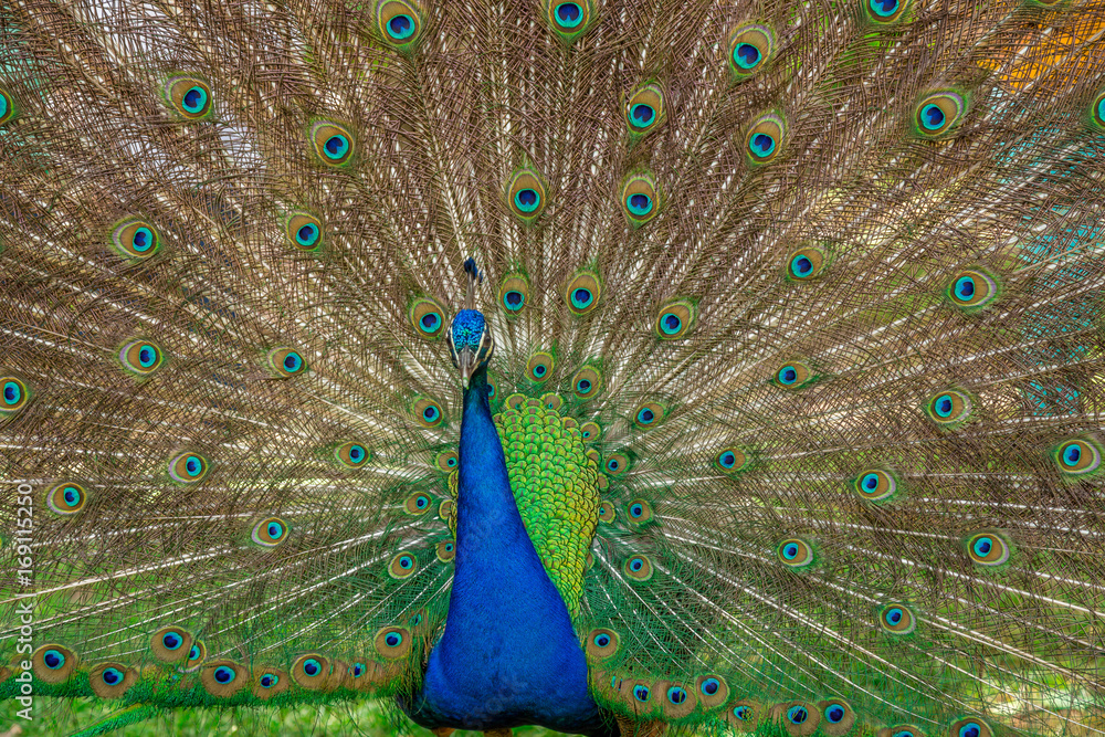 Naklejka premium Peacock in the Park